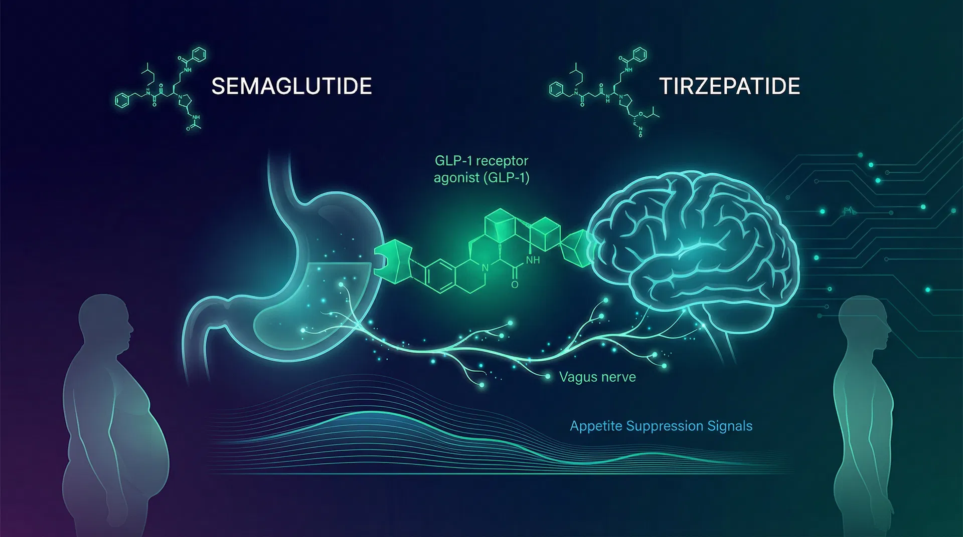 GLP-1 receptor agonist mechanism showing stomach-brain vagus nerve pathway