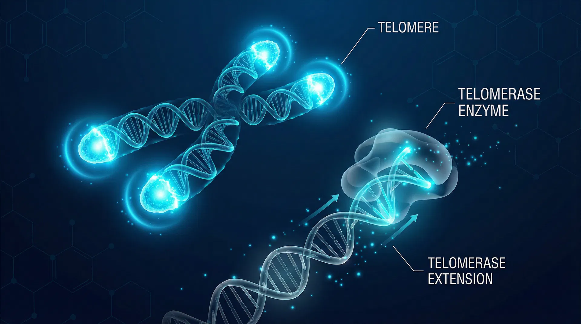 Epithalon: The Anti-Aging Peptide That Activates Telomerase