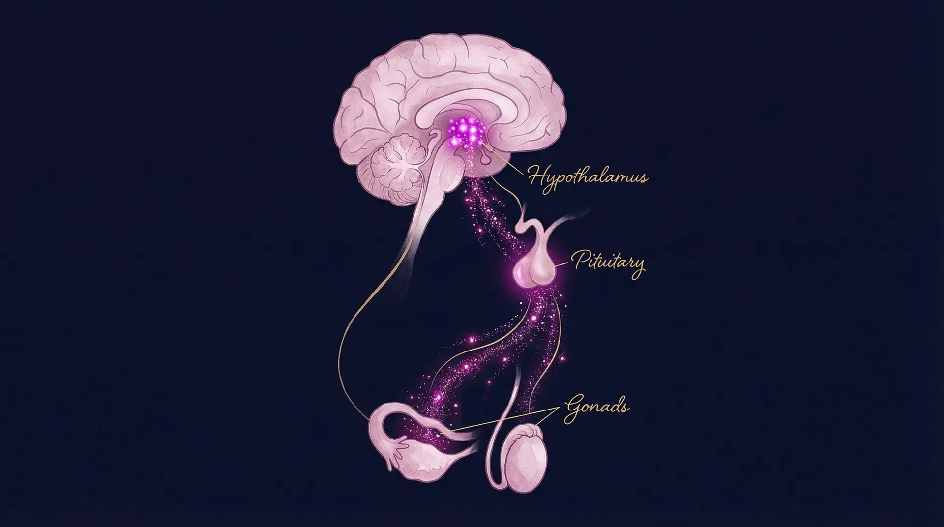 Kisspeptin: The Master Regulator of Reproductive Health