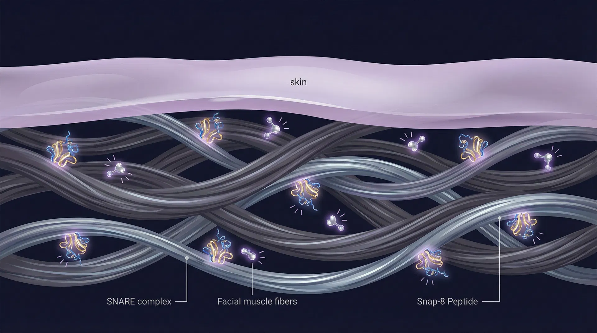 Snap-8: The Anti-Wrinkle Peptide for Smoother Skin