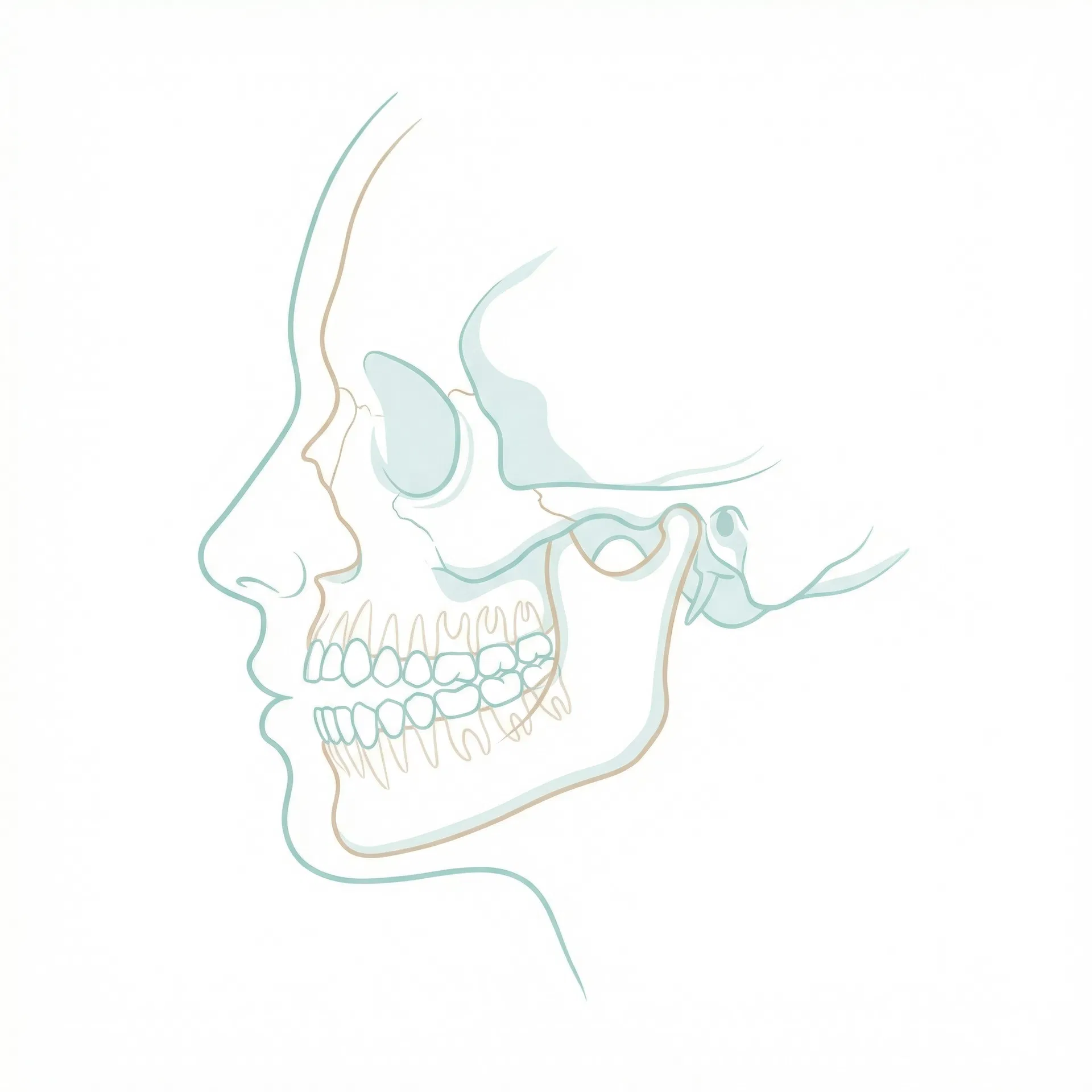 開咬（オープンバイト）