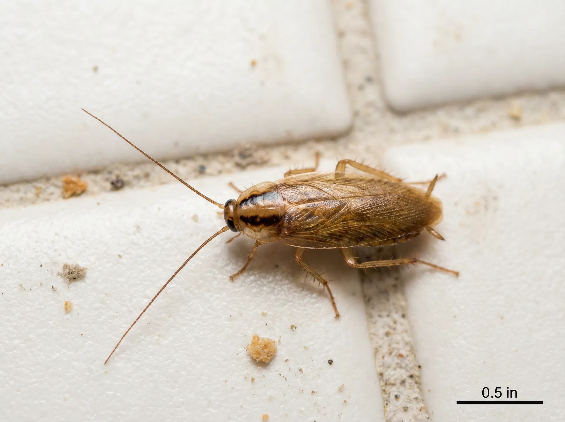 2. German Cockroach