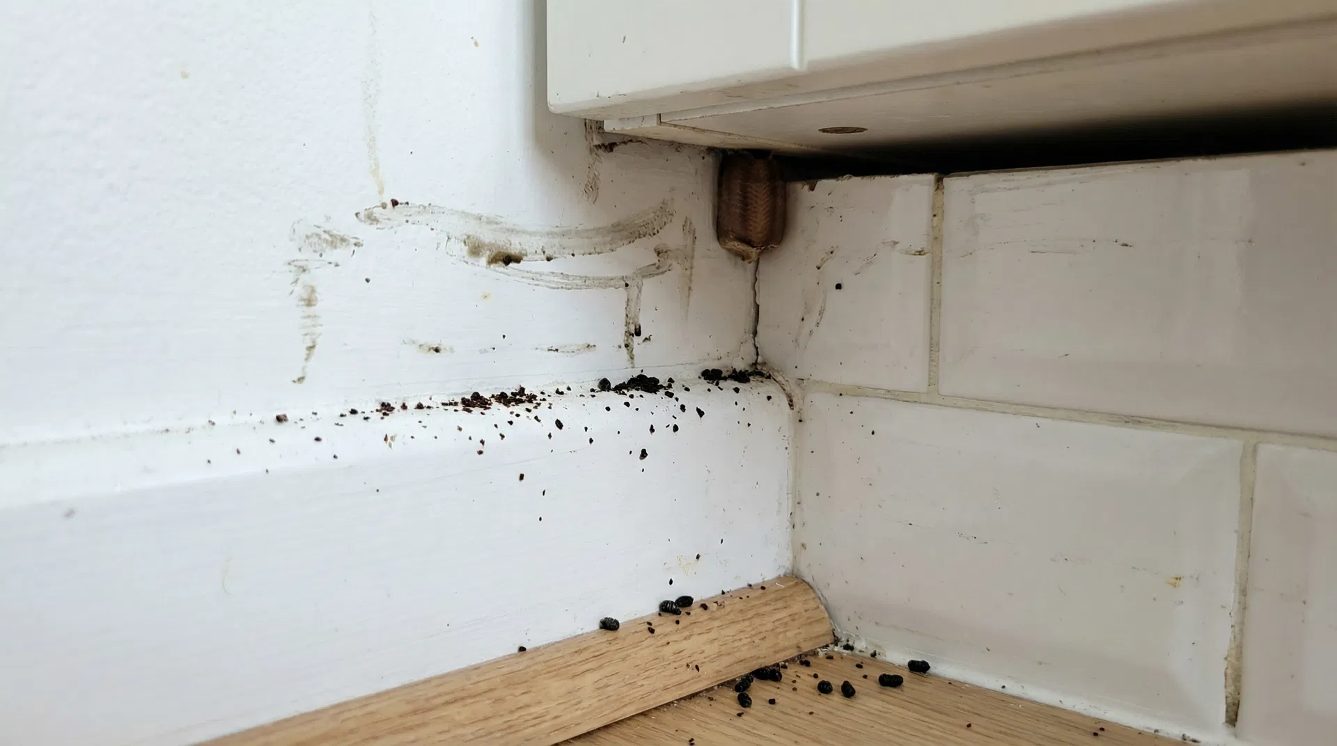 5 Infestation Signs You Shouldn't Ignore