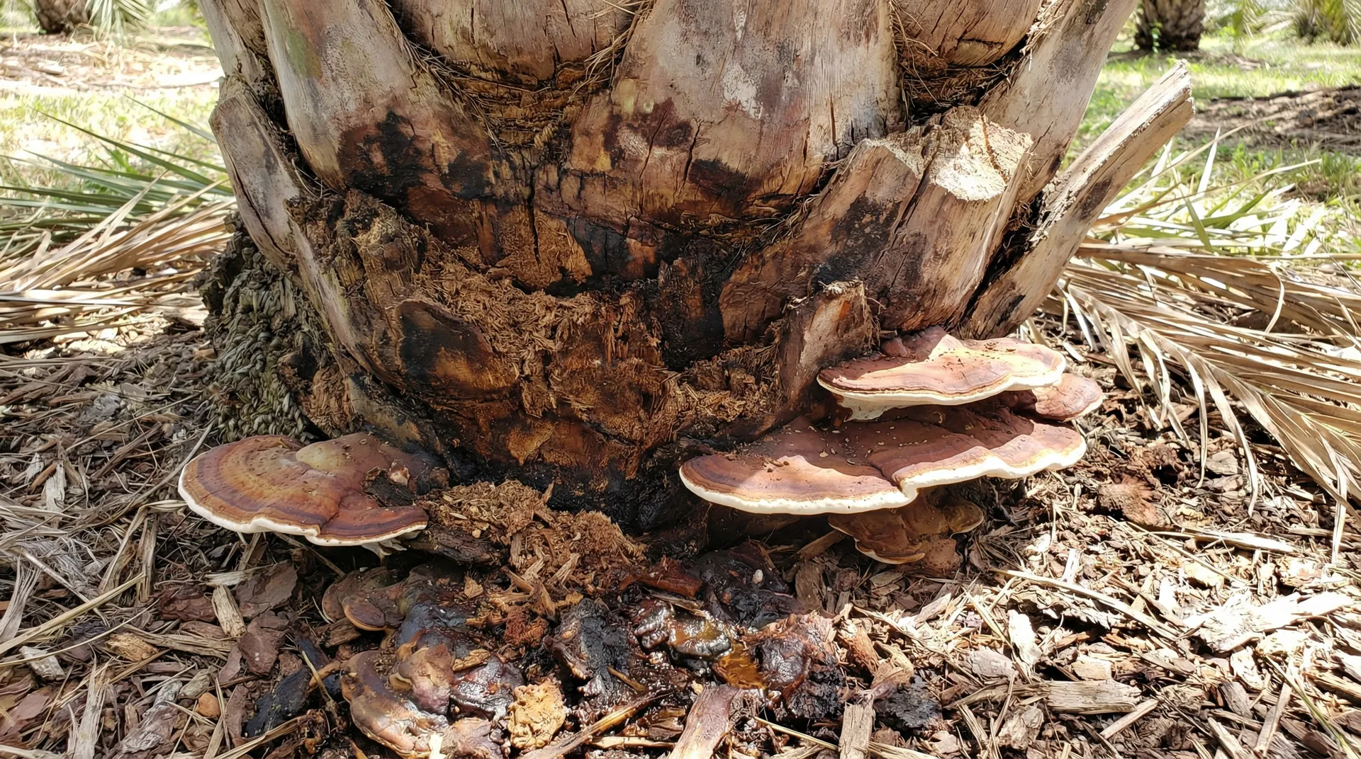 Ganoderma rot
