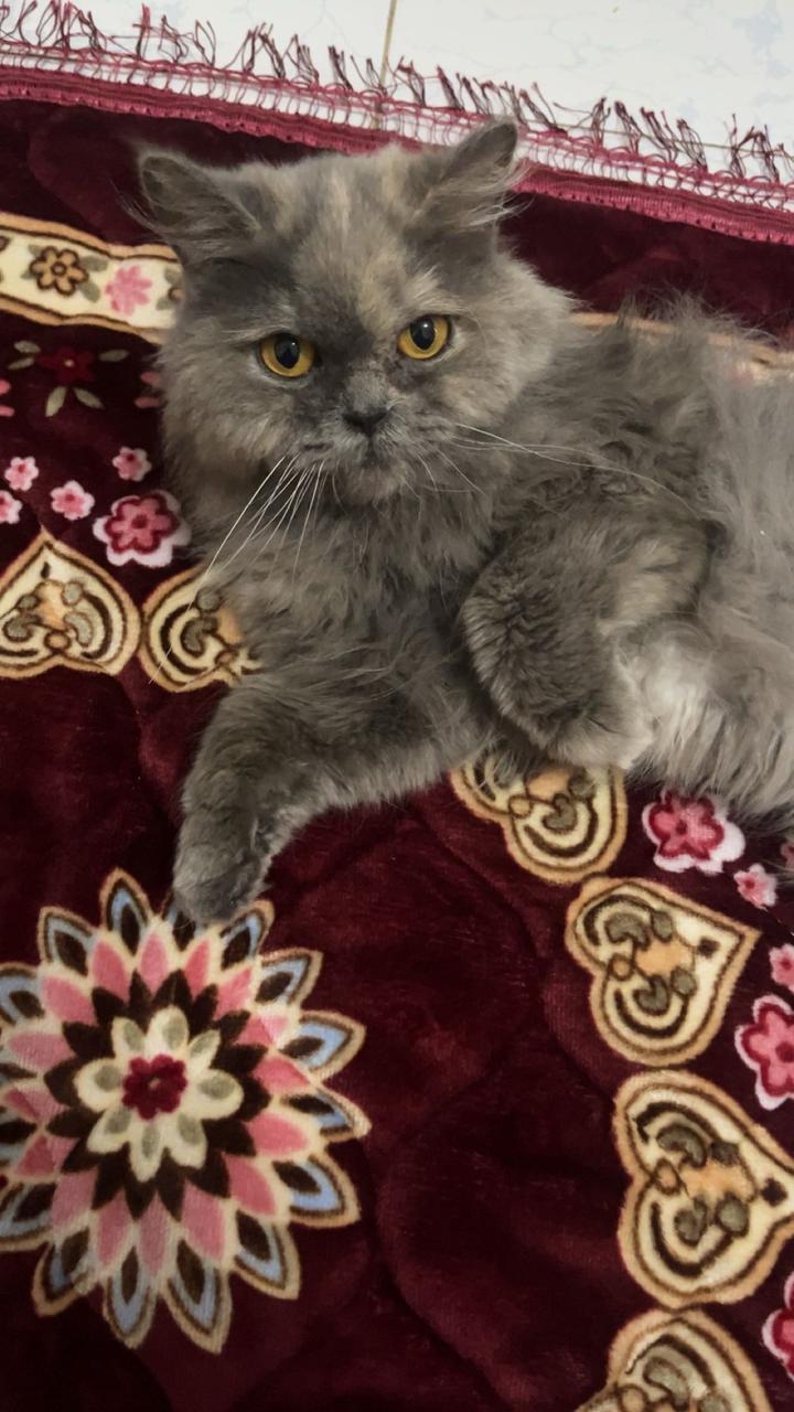 Bella