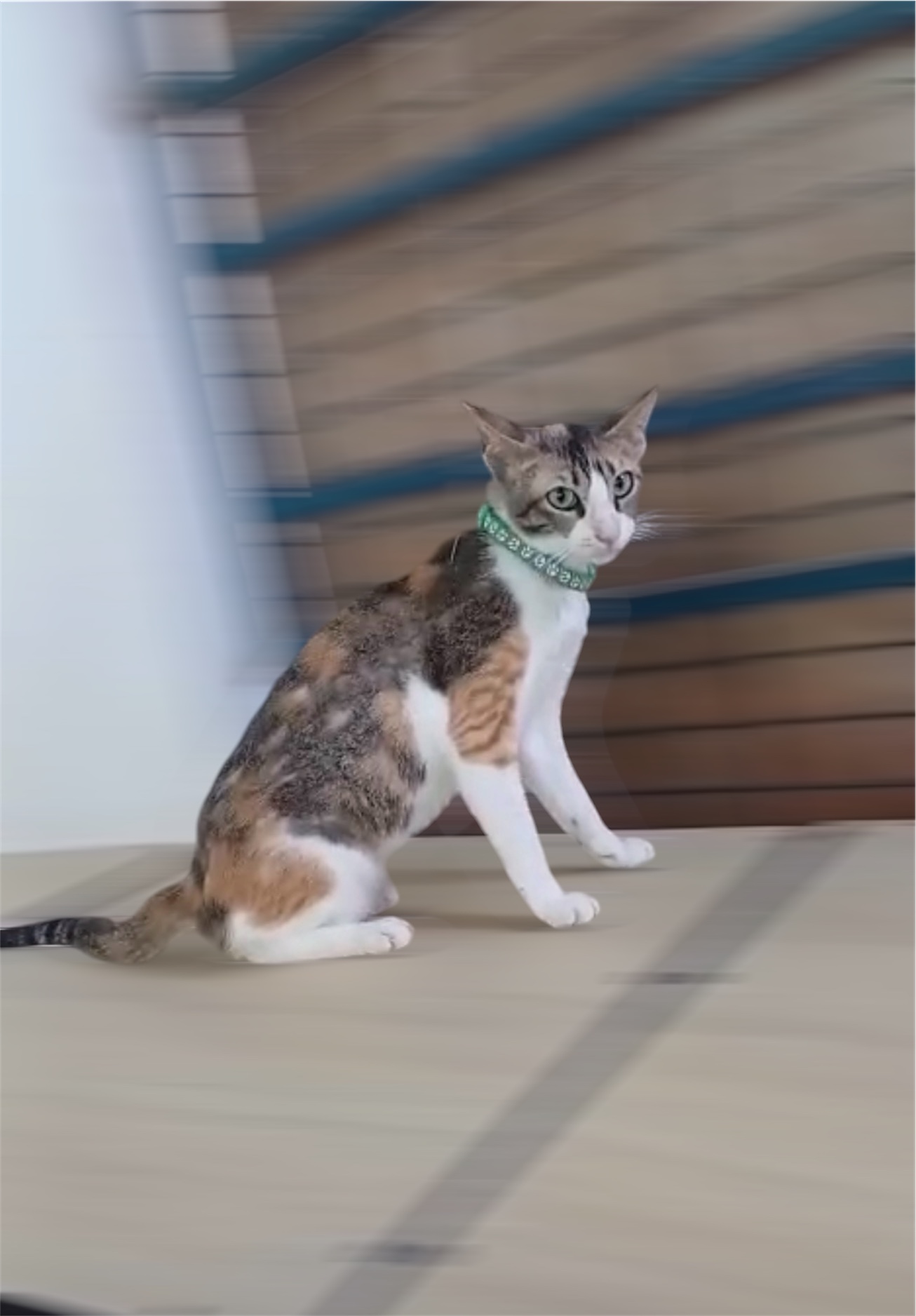 Mimi