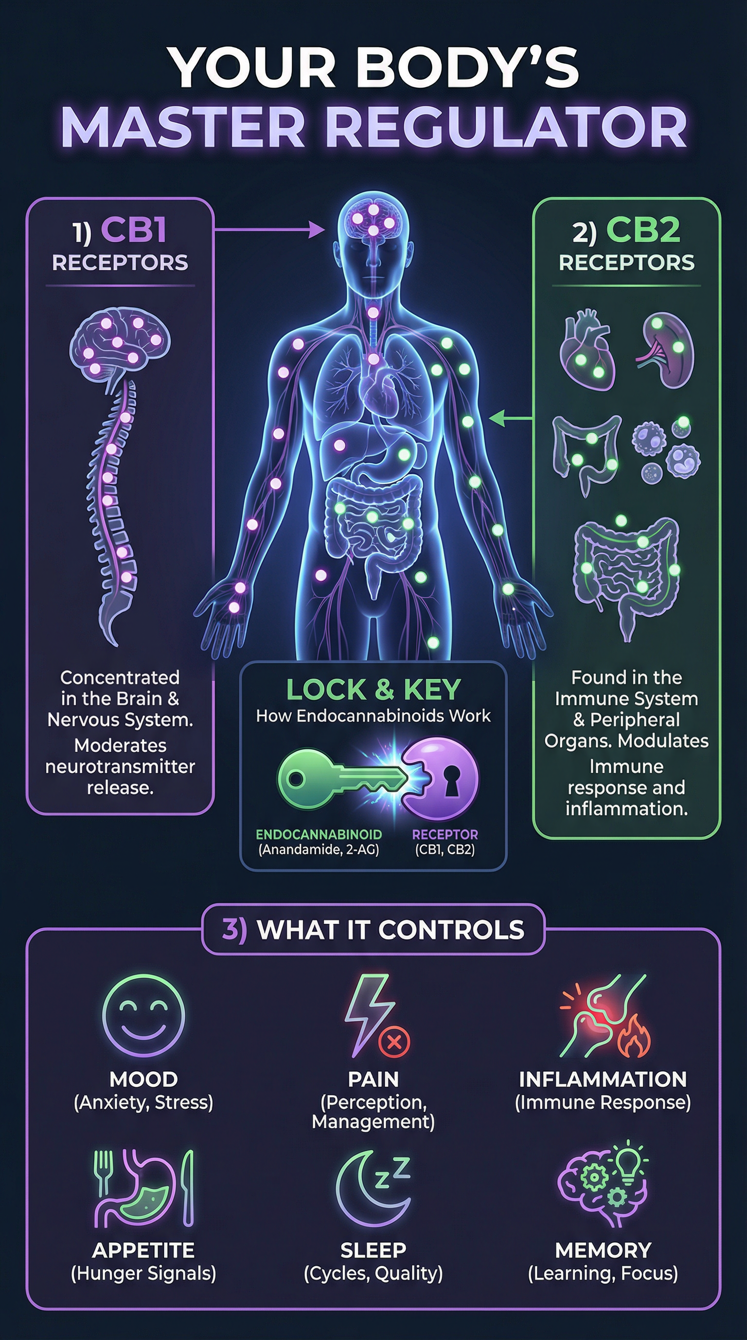 Infographic for The System Inside You That Nobody Told You About