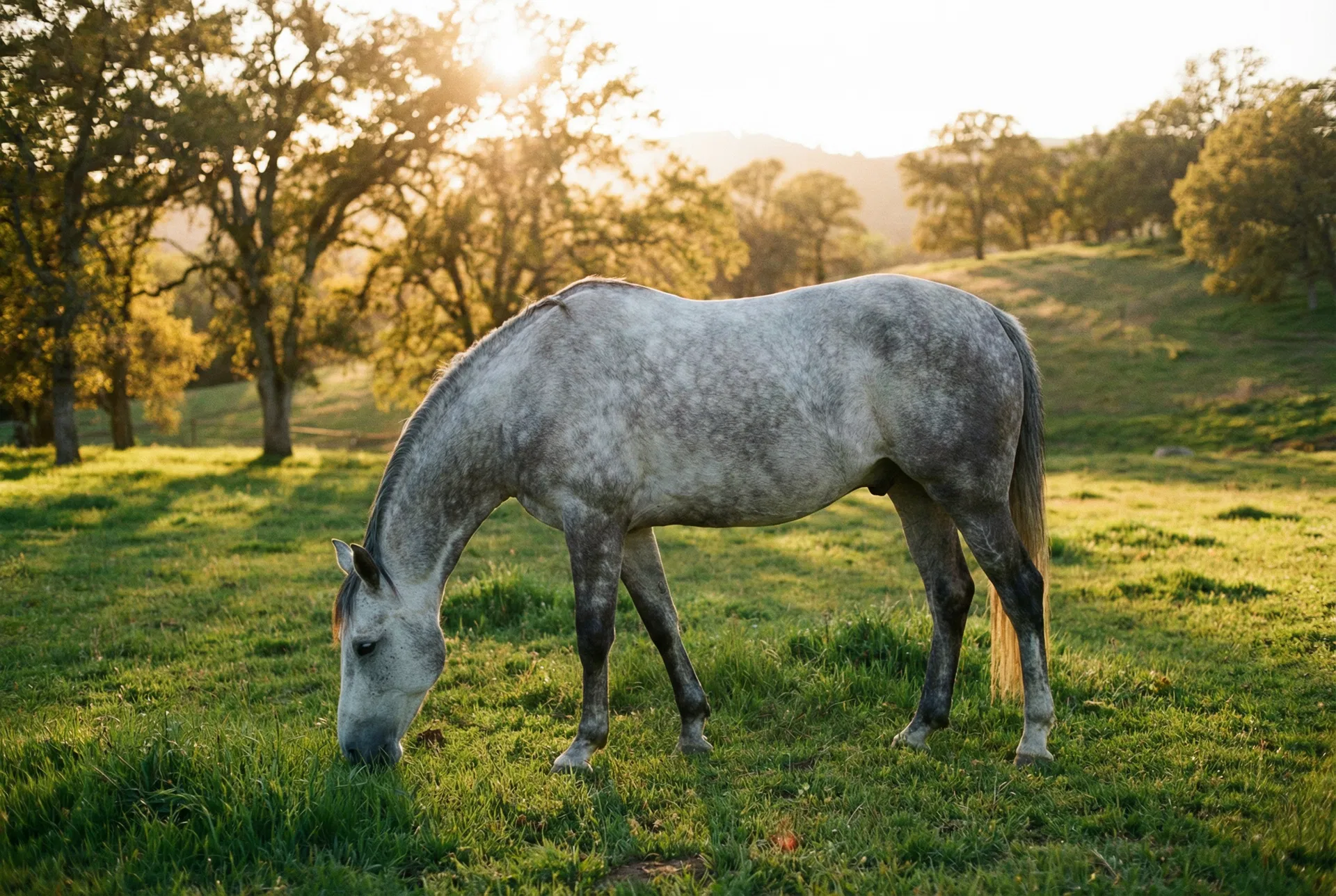 Understanding & Preventing Colic