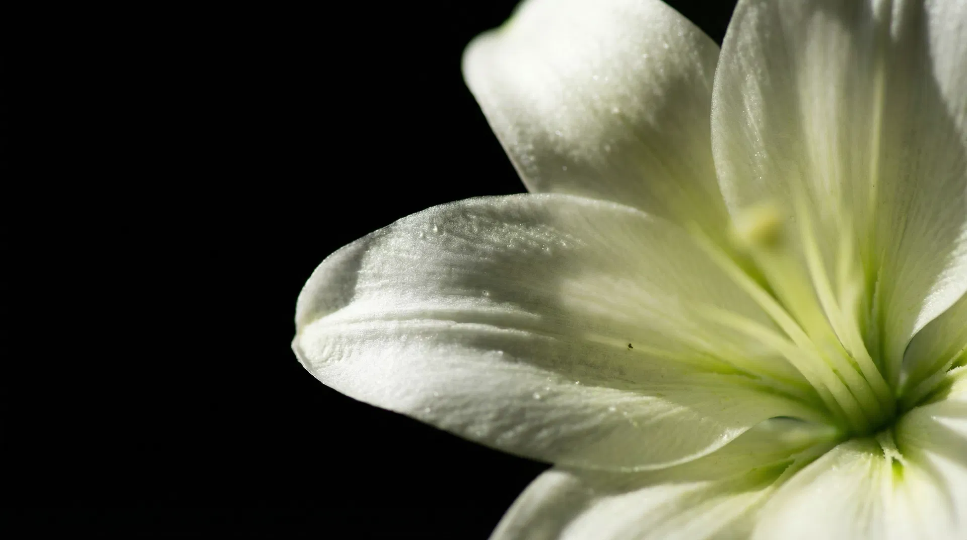 Macro lily — white and green petals, the emergence of the 5th Actor in agentic commerce
