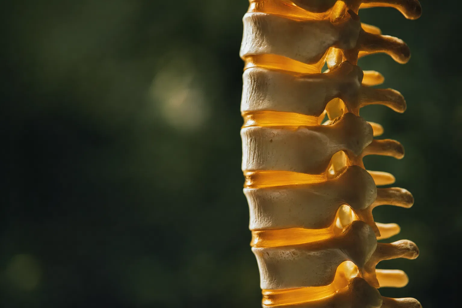 Spine model