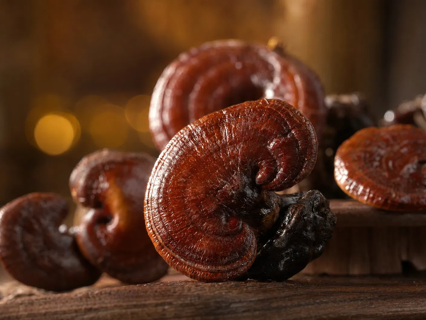 Apa Itu Ganoderma Lingzhi? Jamur Ajaib dari Timur