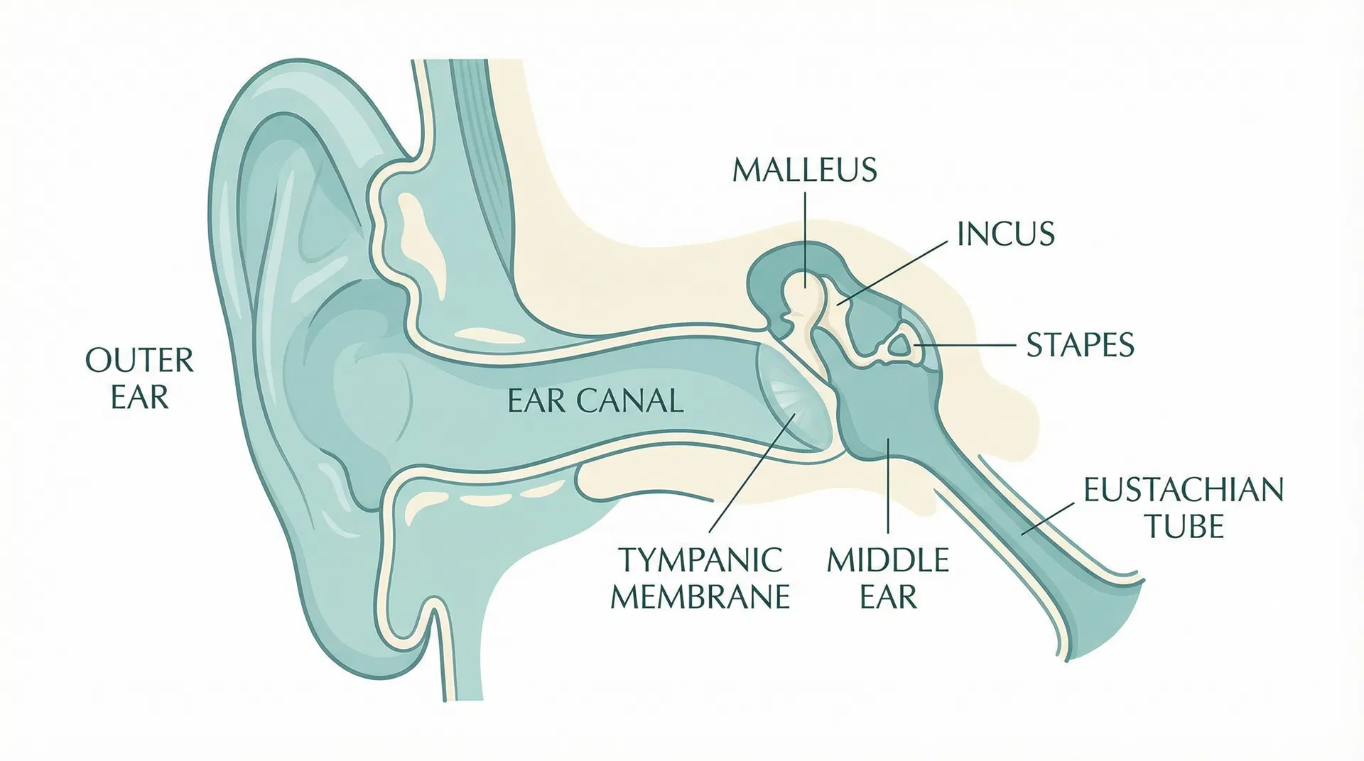 Ear pH and the Antimicrobial Properties of Earwax