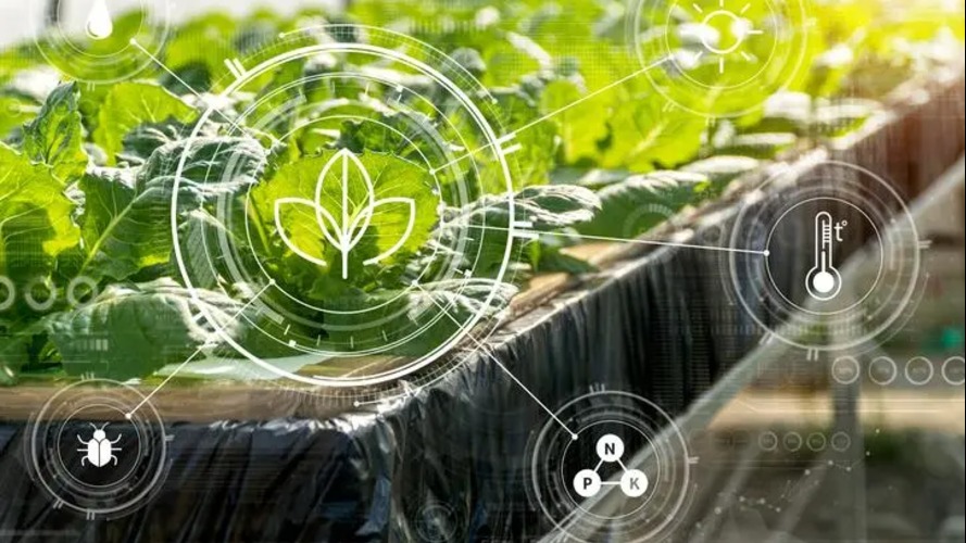 How Hydroponics, AI and Sunbolah Are Reshaping Agriculture in the Saudi Desert