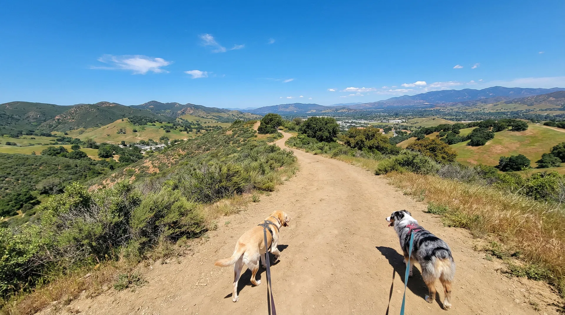The 5 best dog-friendly trails near Thousand Oaks with difficulty ratings, dog rules, foxtail risk levels, and post-hike grooming tips from local mobile groomers.
