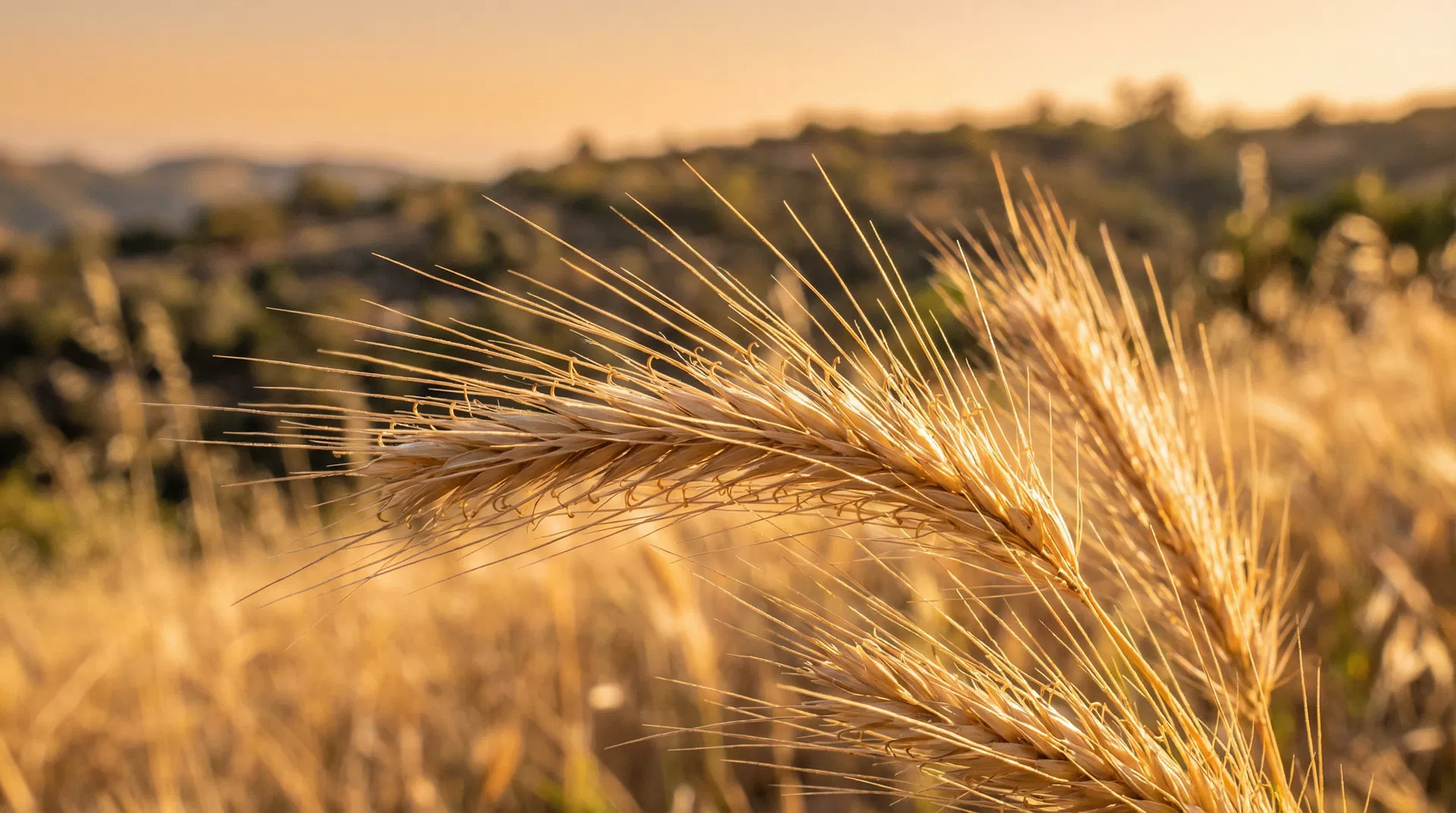 Foxtails cause more emergency vet visits than almost any other plant in SoCal. Learn how to protect your dog during foxtail season in Thousand Oaks and the Conejo Valley.