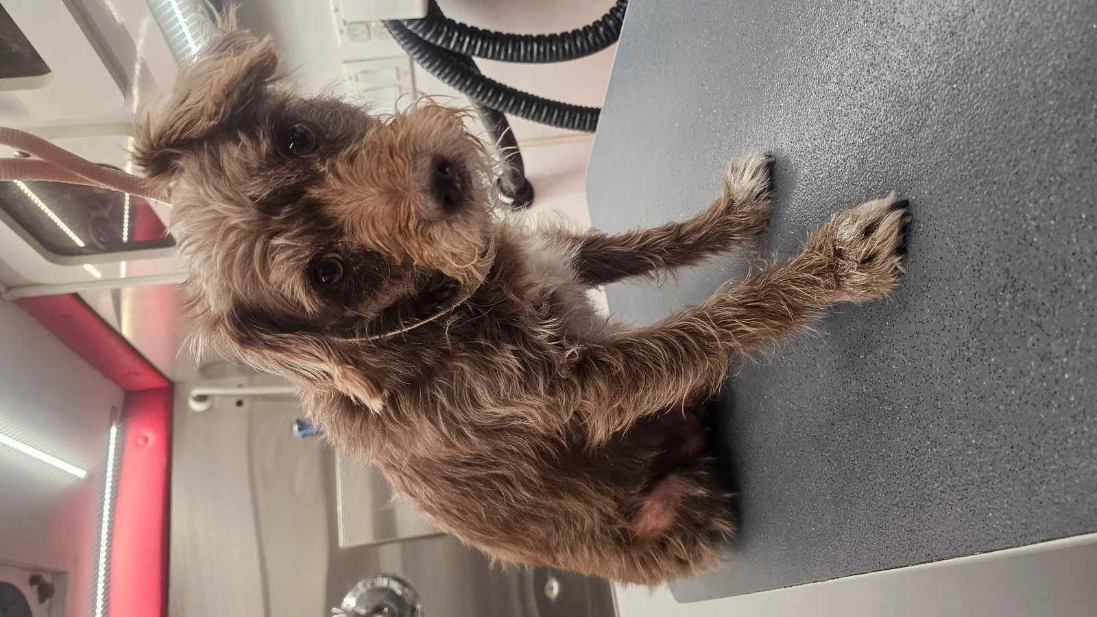 Pascal, a cute Terrier Mix dog, receiving mobile grooming in Westlake Village.