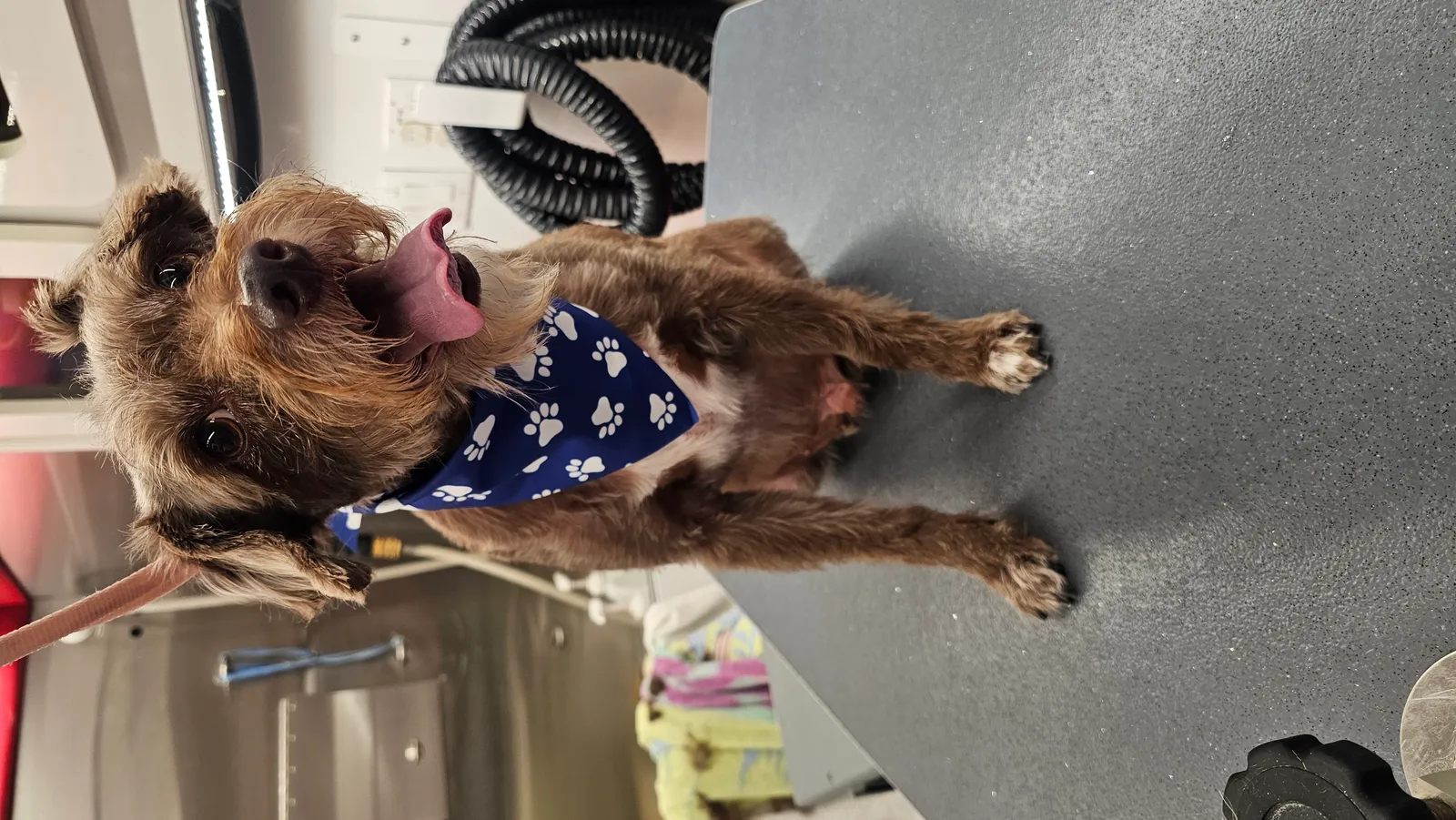 Pascal, a cute Terrier Mix dog, receiving mobile grooming in Westlake Village.