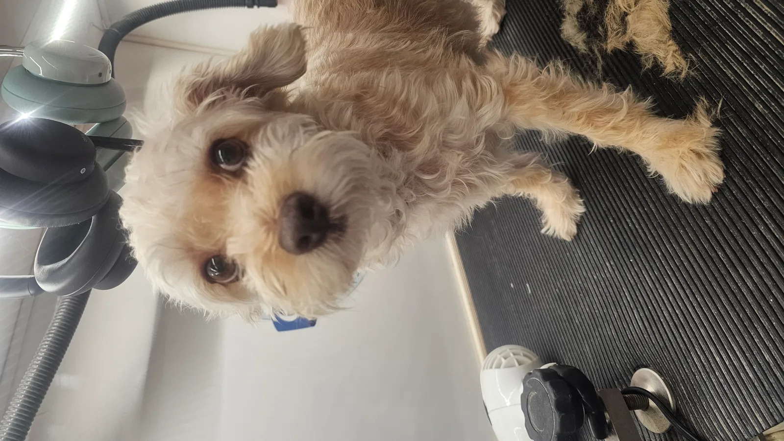 Shaggy Terrier Mix before and after mobile grooming service in Westlake Village, Conejo Valley.