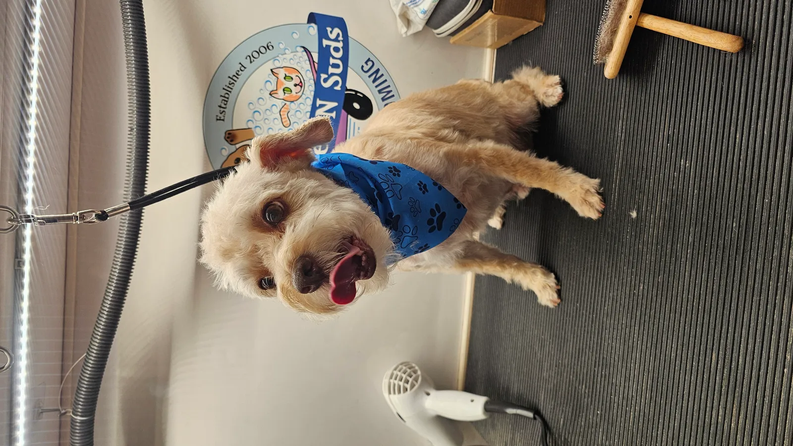 Shaggy Terrier Mix before and after mobile grooming service in Westlake Village, Conejo Valley.