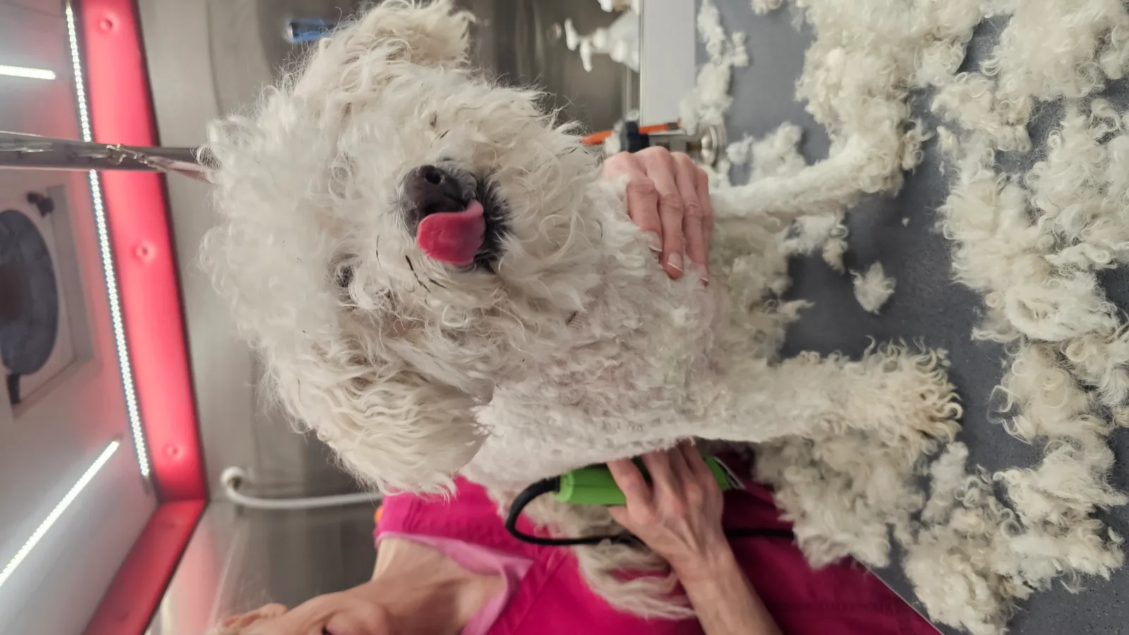 Happy Elderly Bichon Duke getting mobile grooming haircut in Thousand Oaks, Conejo Valley.