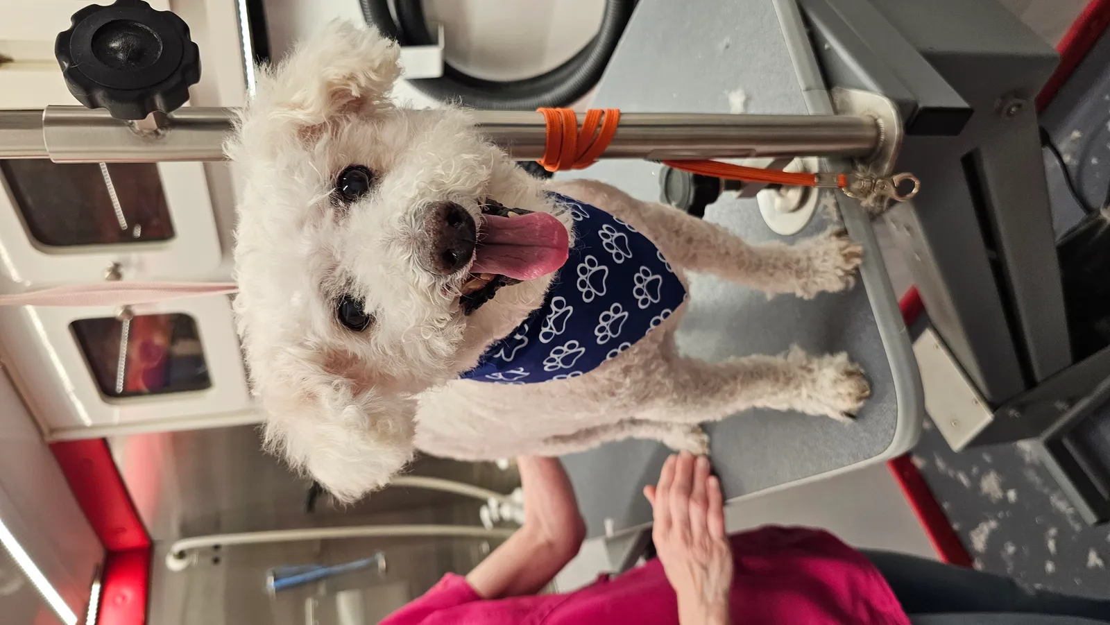 Happy Elderly Bichon Duke getting mobile grooming haircut in Thousand Oaks, Conejo Valley.