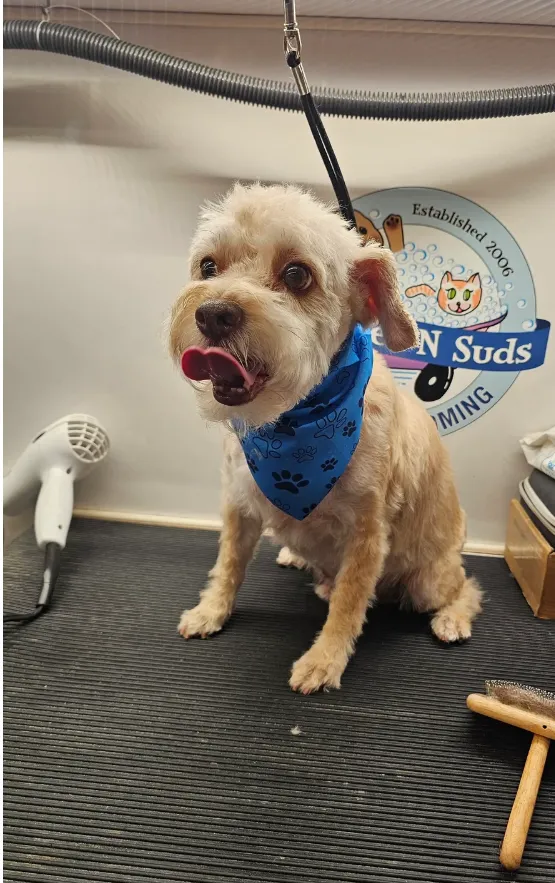 Terrier Mix Claude groomed, wearing bandana, by Cuddles N Suds mobile grooming in Westlake Village.