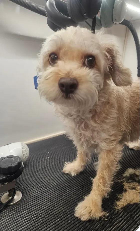 Terrier Mix Claude groomed, wearing bandana, by Cuddles N Suds mobile grooming in Westlake Village.