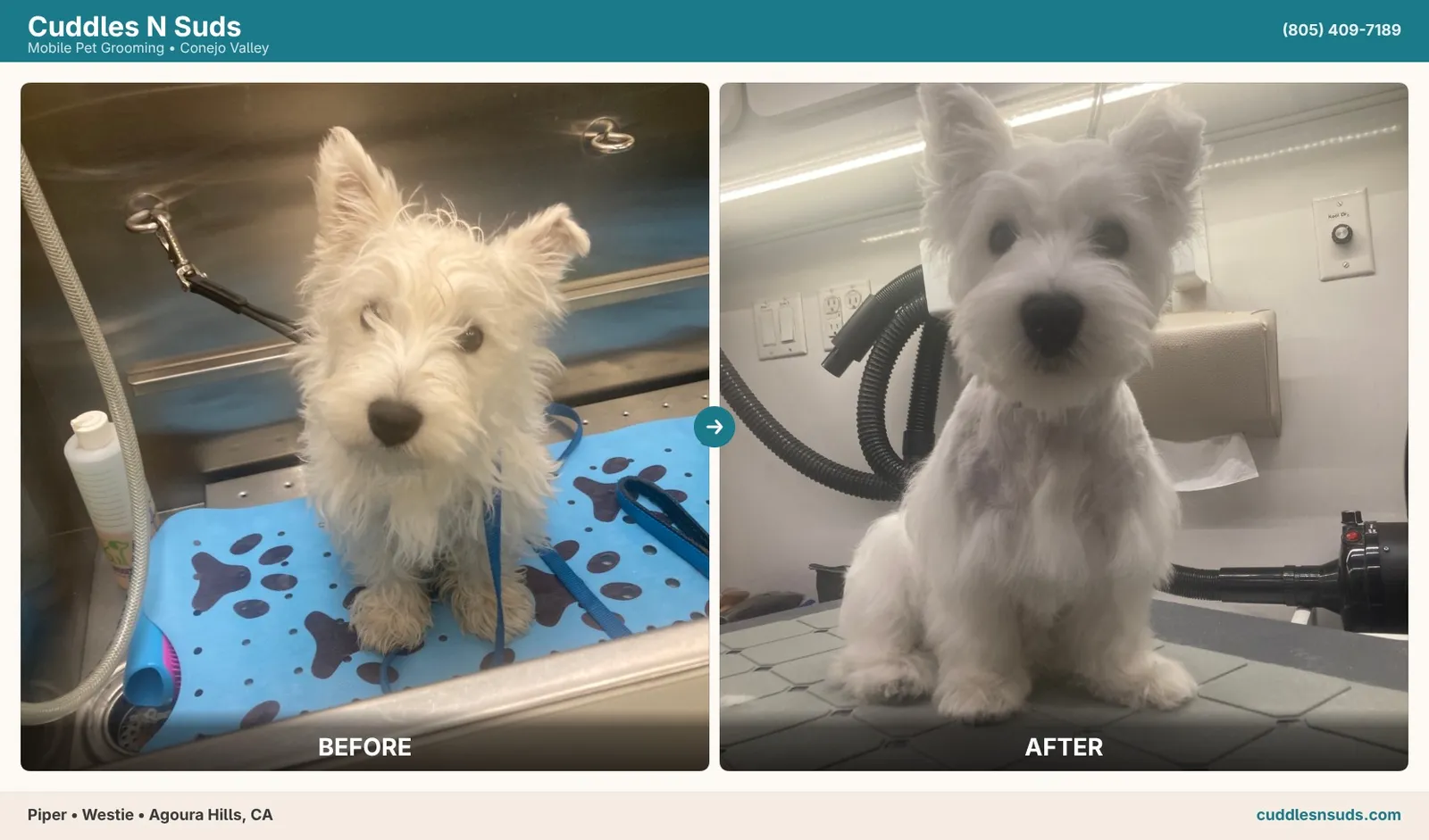 Before & after grooming transformation — Piper the Westie from Agoura Hills
