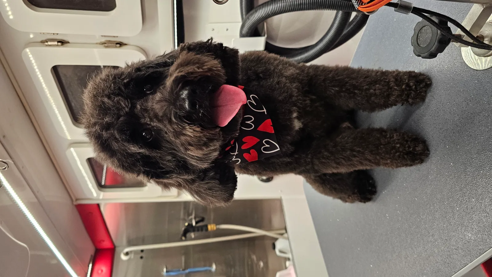 Charlie, a happy Goldendoodle after mobile grooming in Westlake Village, Conejo Valley.