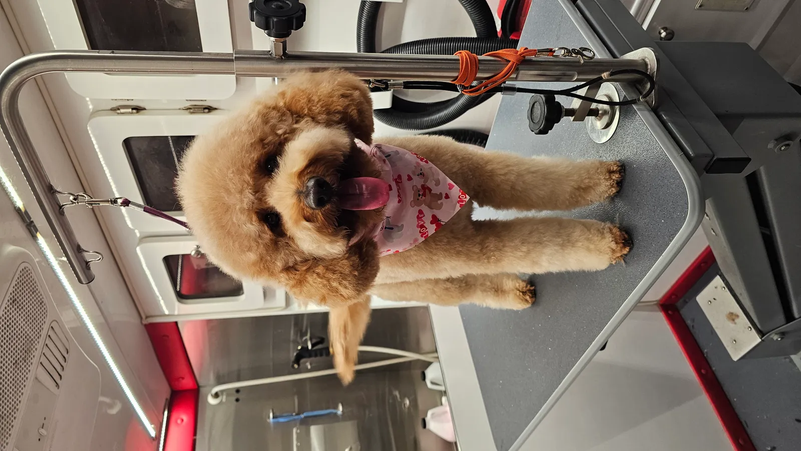 Happy Goldendoodle Teddy after mobile grooming in Westlake Village, Conejo Valley. Fresh dog haircut.