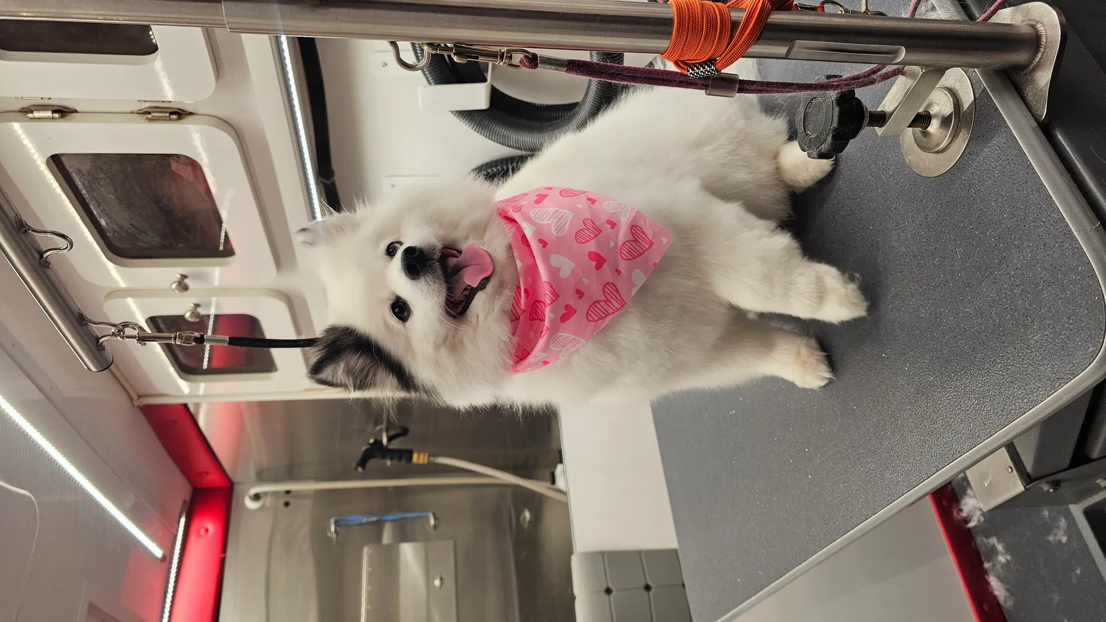 Olivia groomed by Cuddles N Suds in Thousand Oaks