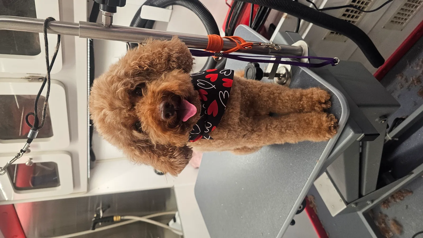 Happy Doodle, Harley, after mobile grooming in Newbury Park, Conejo Valley. Freshly groomed dog.