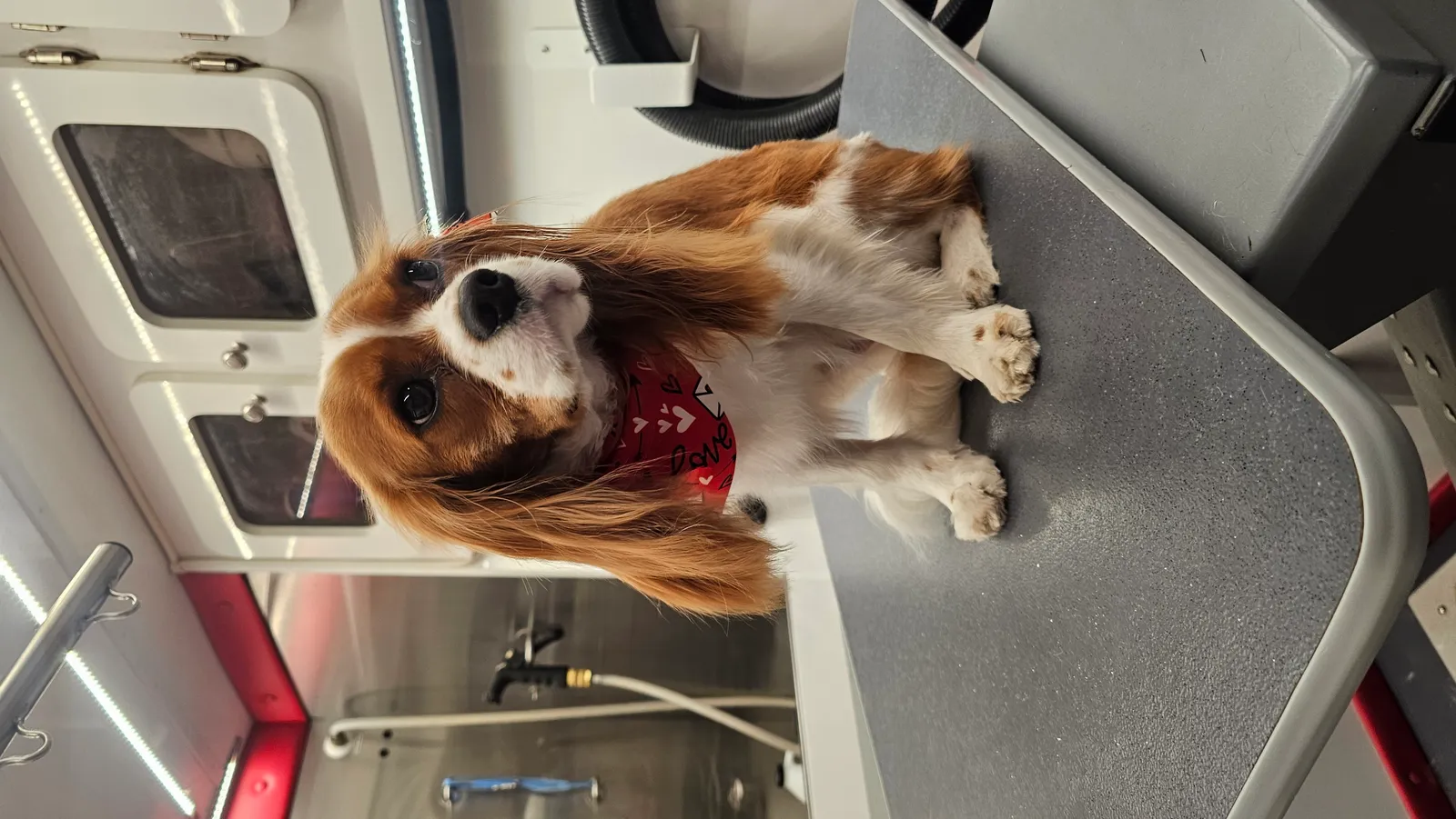 King Charles Spaniel getting mobile dog grooming in Thousand Oaks, Conejo Valley.