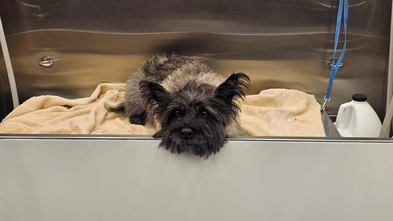 Ozzy, a Cairn Terrier, relaxing during mobile dog grooming in Newbury Park, Conejo Valley.