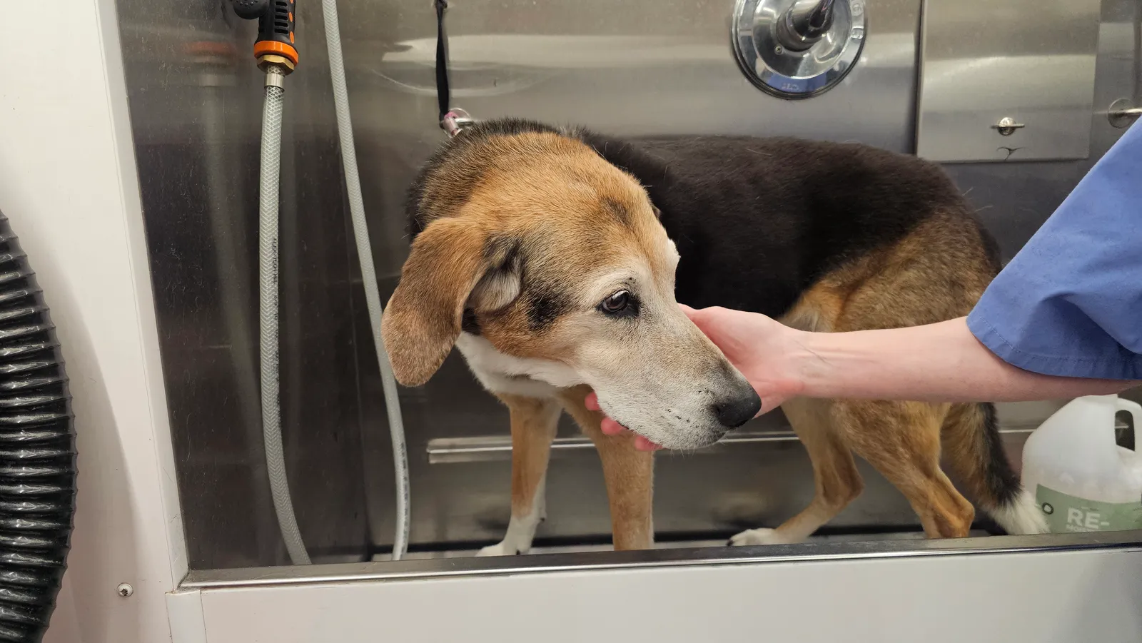 Houndog Kima receiving gentle mobile dog grooming in Agoura Hills, Conejo Valley.