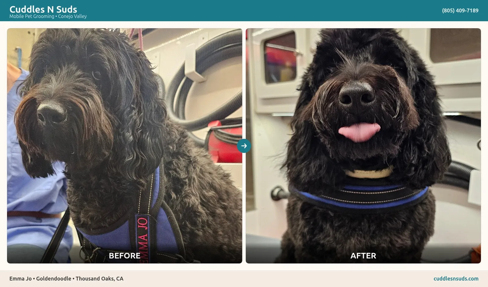 Emma Jo, a Goldendoodle, before and after mobile grooming in Thousand Oaks, Conejo Valley.