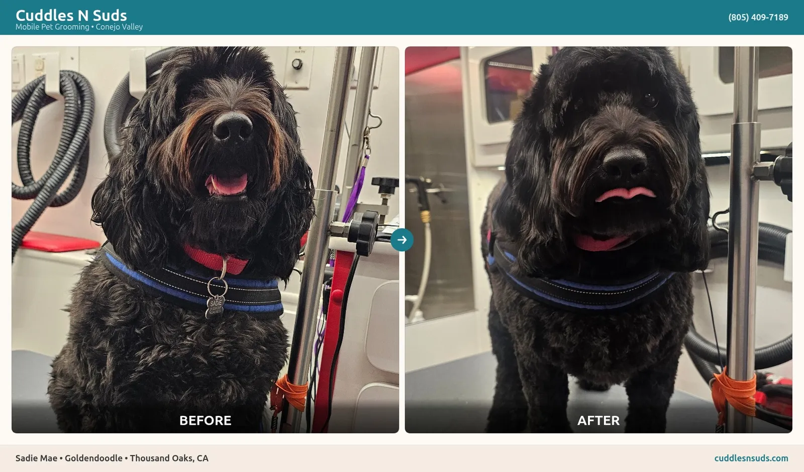 Sadie Mae, a Goldendoodle, before and after mobile grooming in Thousand Oaks, Conejo Valley.