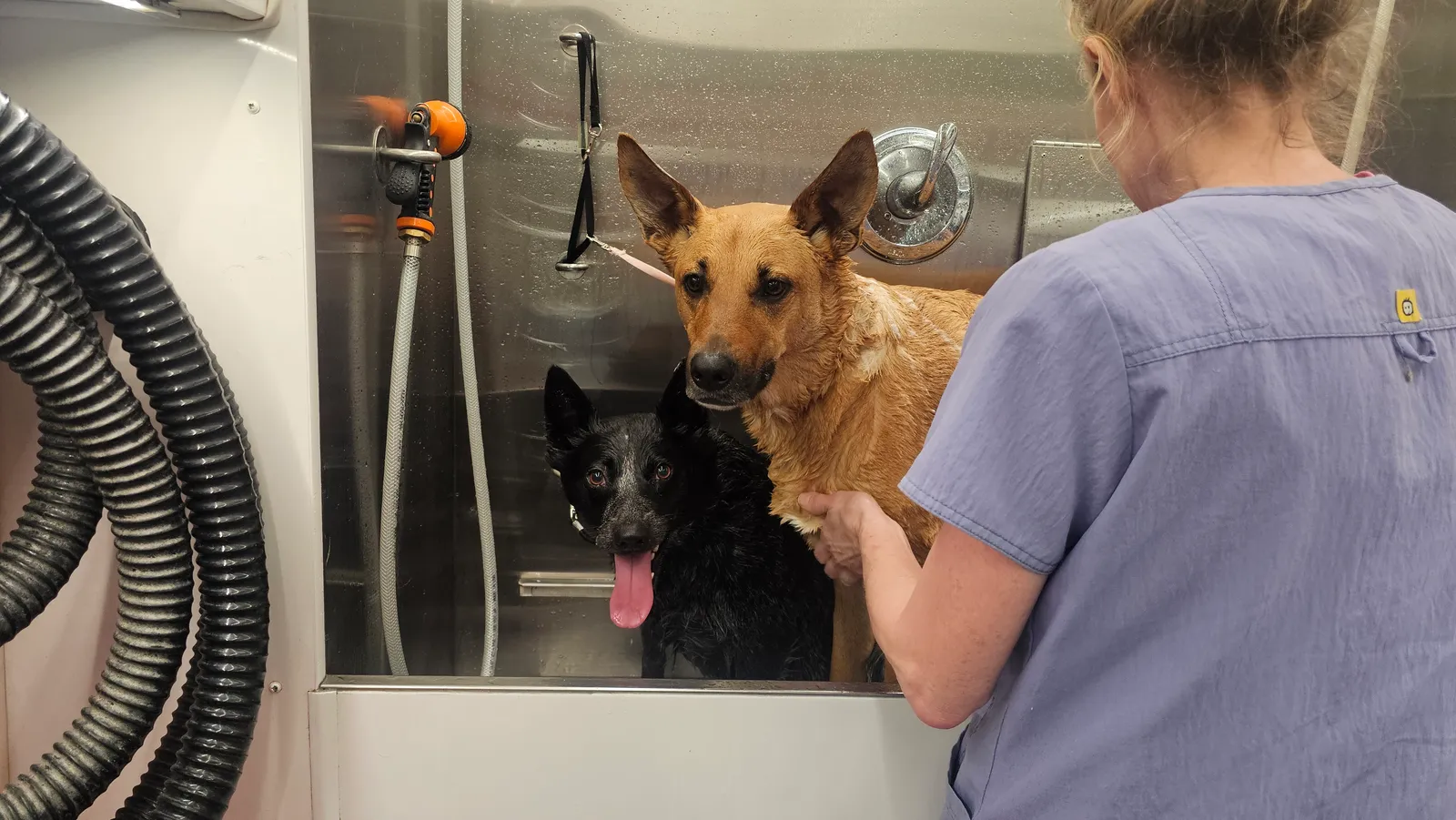 Dee Dee and Rufus, Australian Cattle Dogs, enjoying mobile grooming bath in Newbury Park.