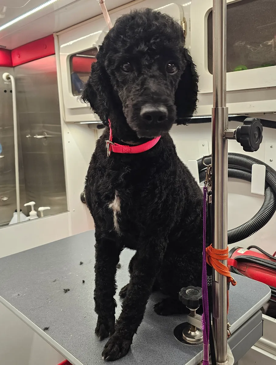 Luna the Doodle — Cuddles N Suds Pet of the Month for May 2026