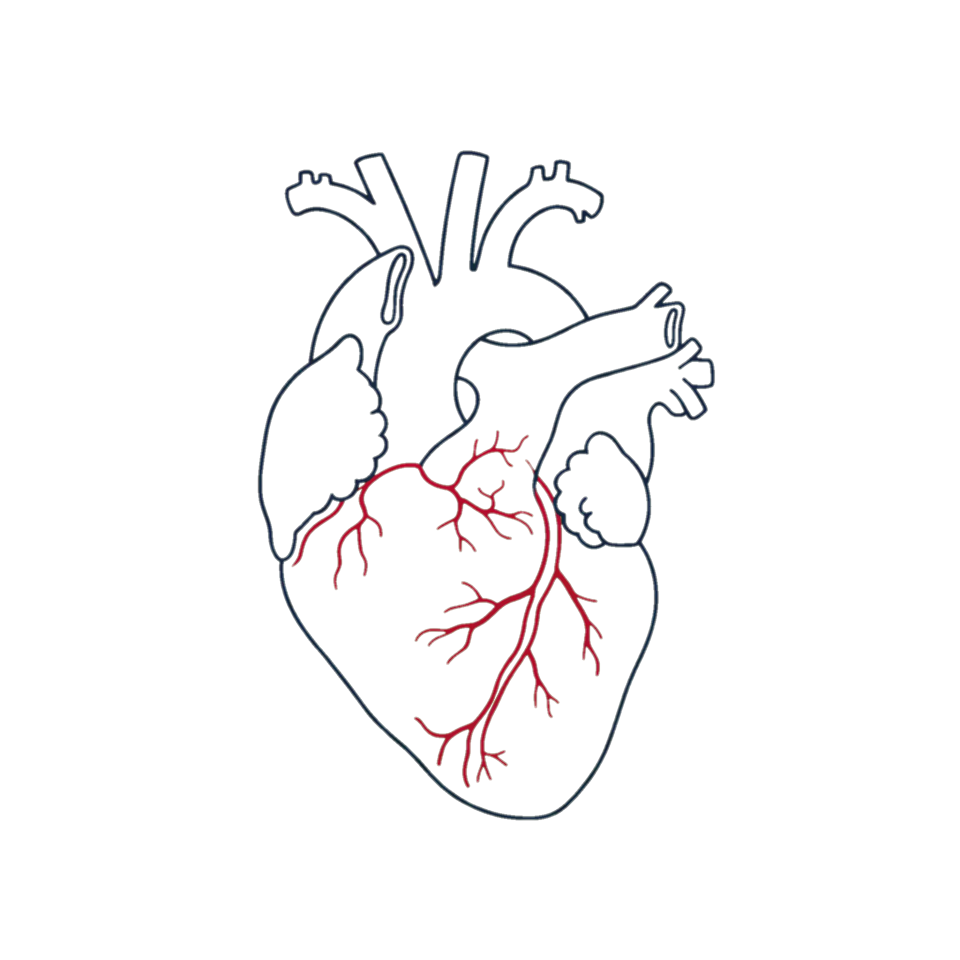 Anatomical heart illustration