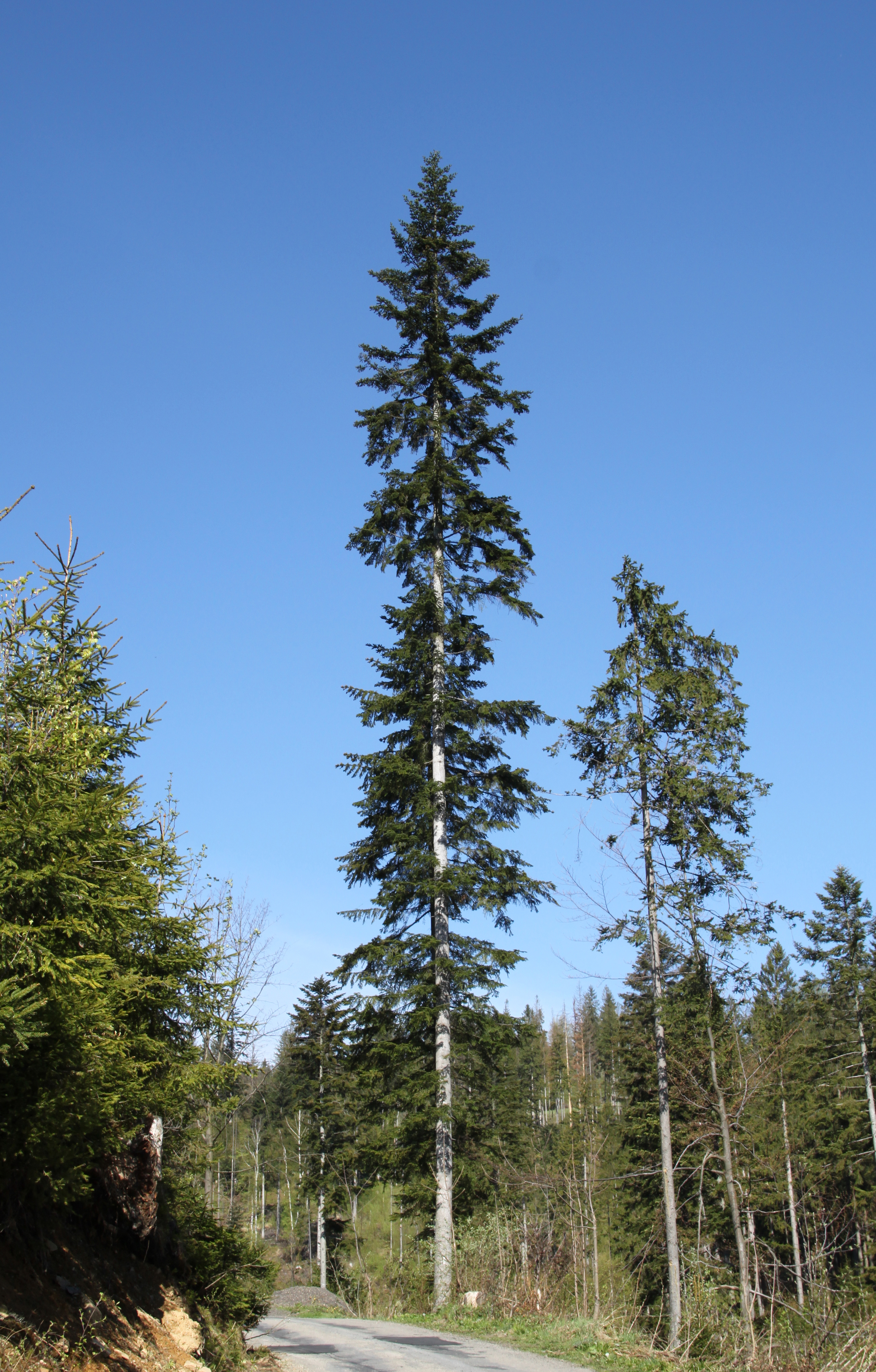 European Silver Fir