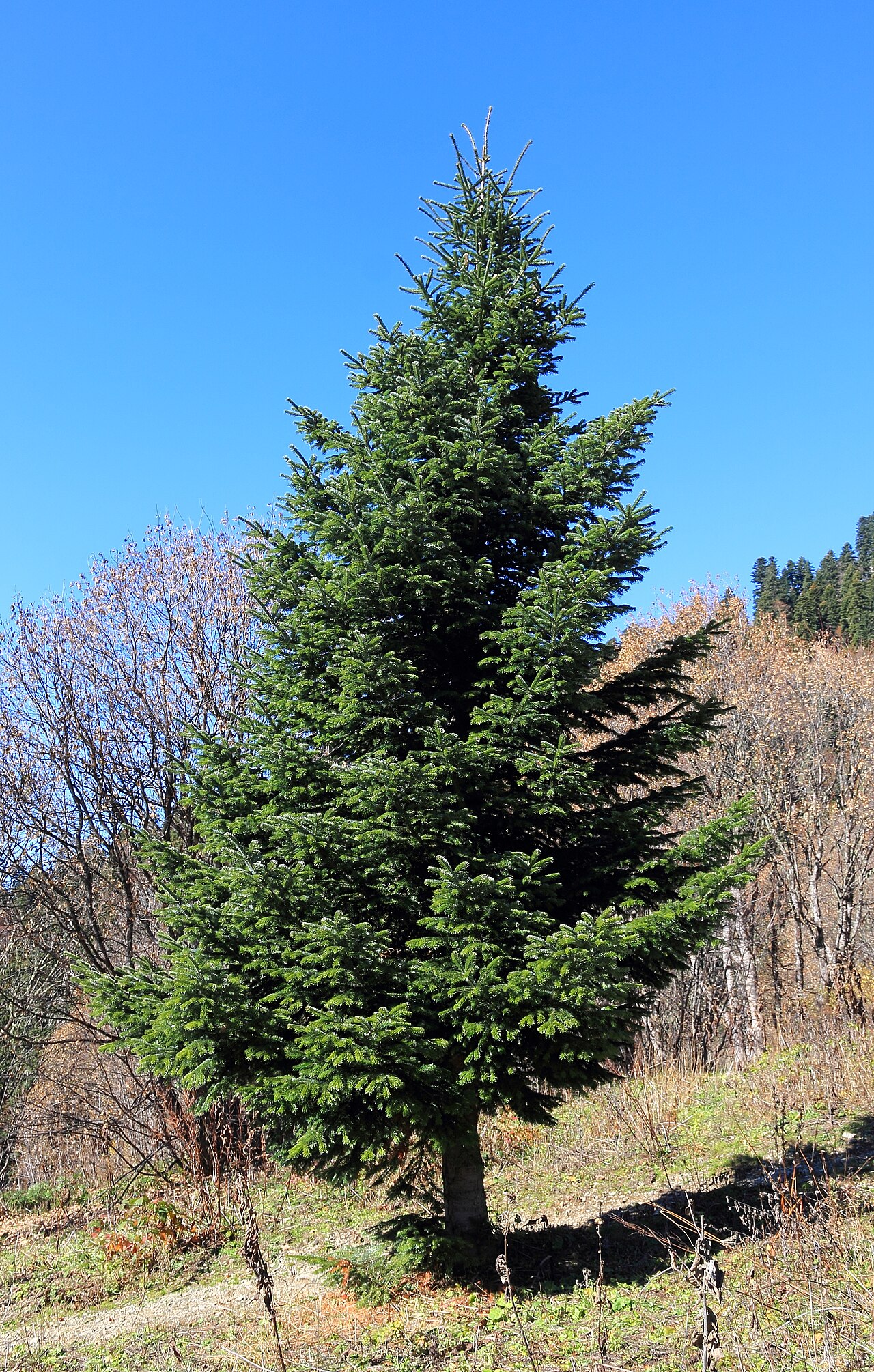 Nordmann Fir / Caucasian Fir