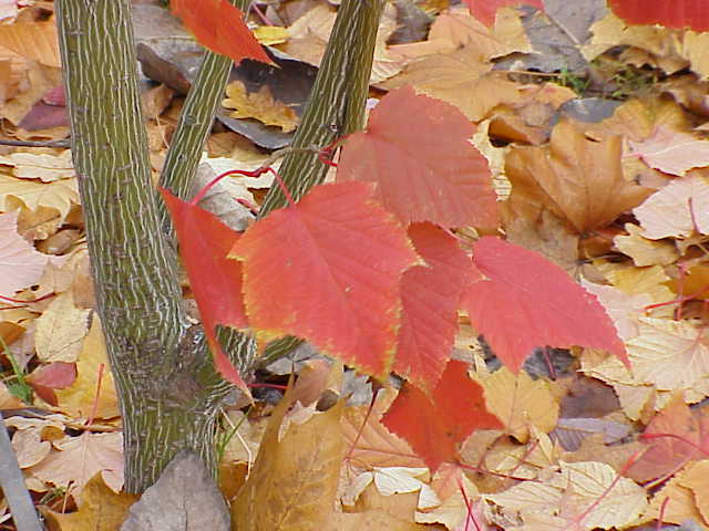 Red Snakebark Maple