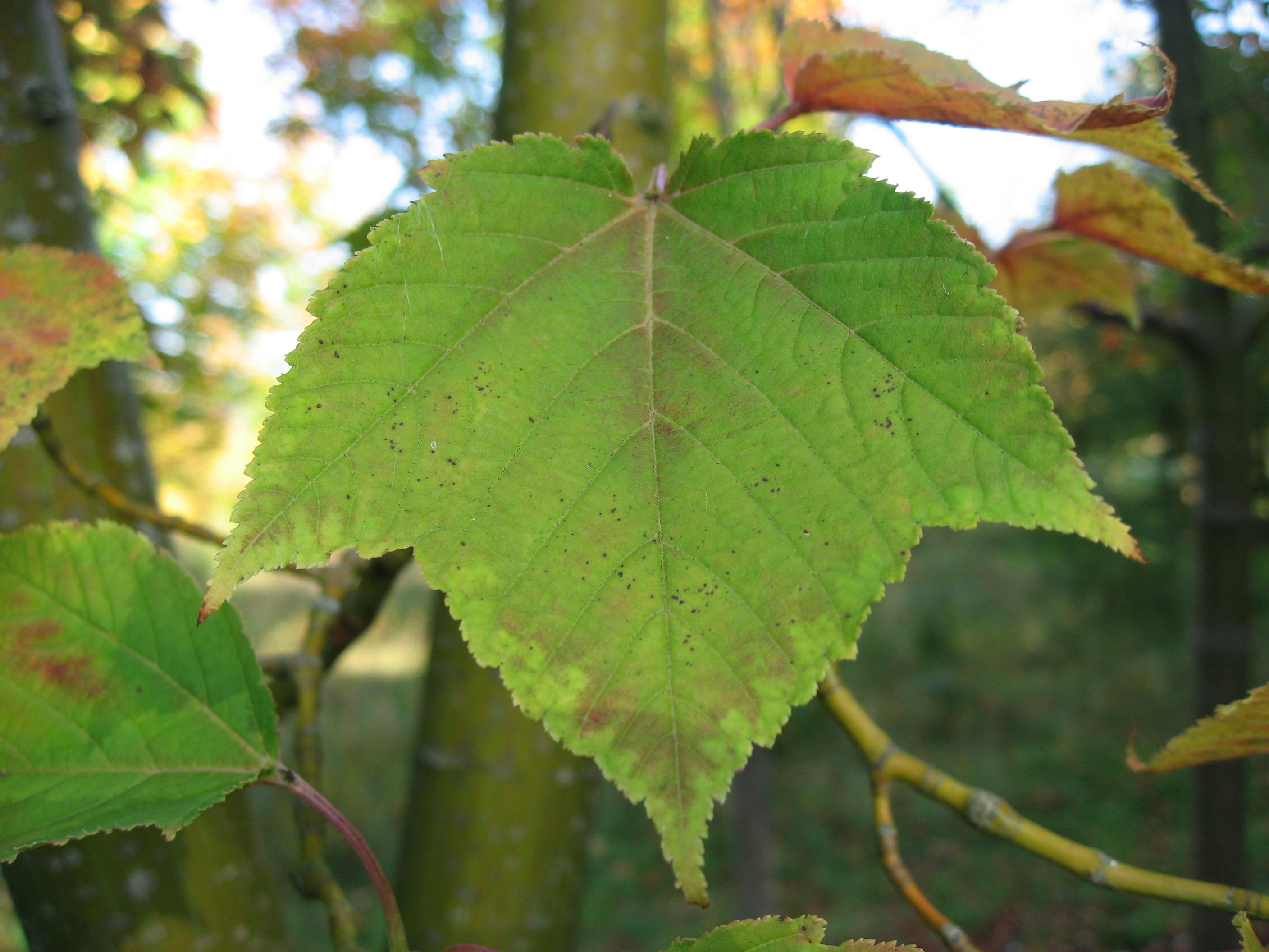 Grey-budded Snakebark Maple
