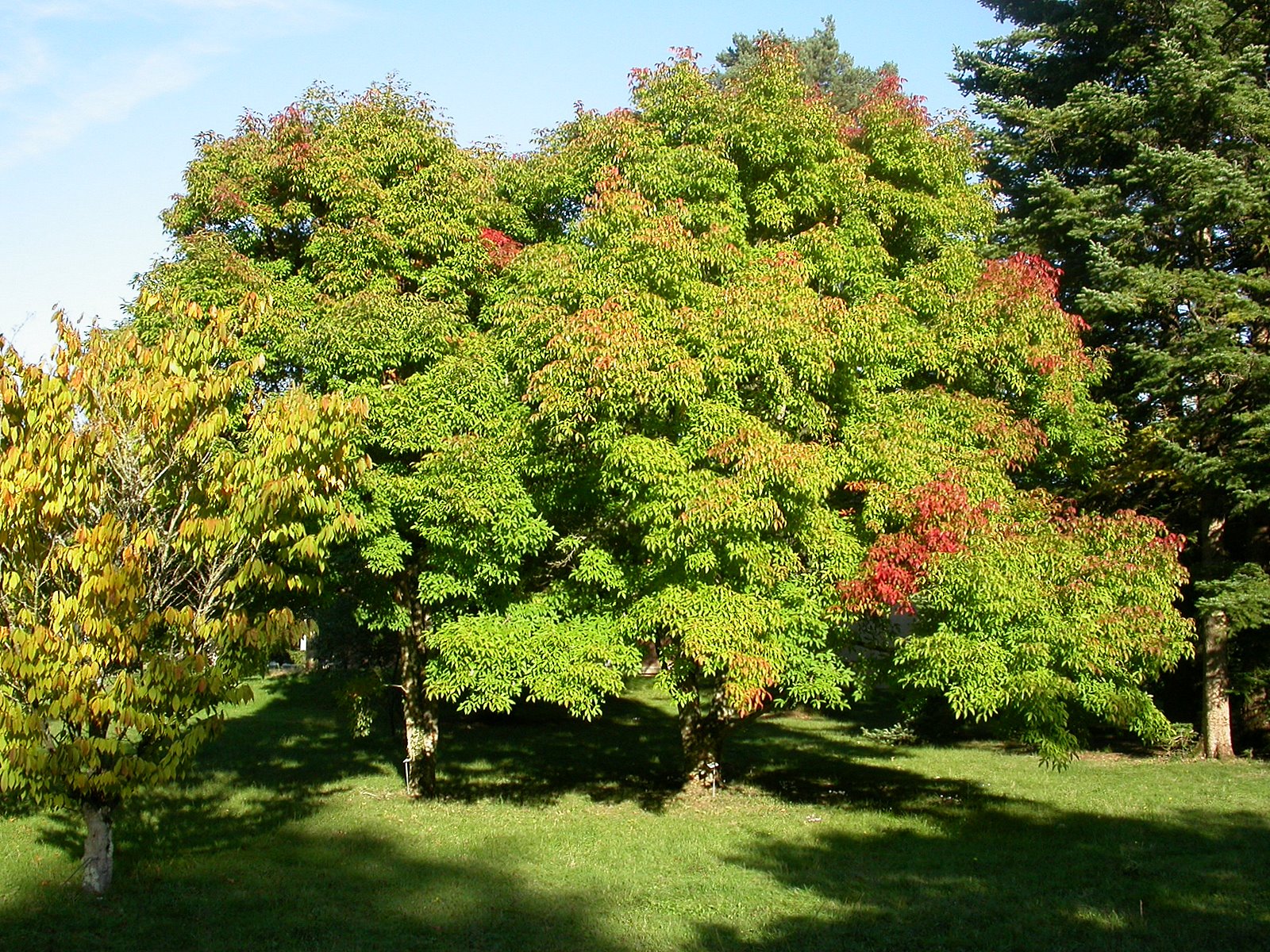 Three-flowered Maple
