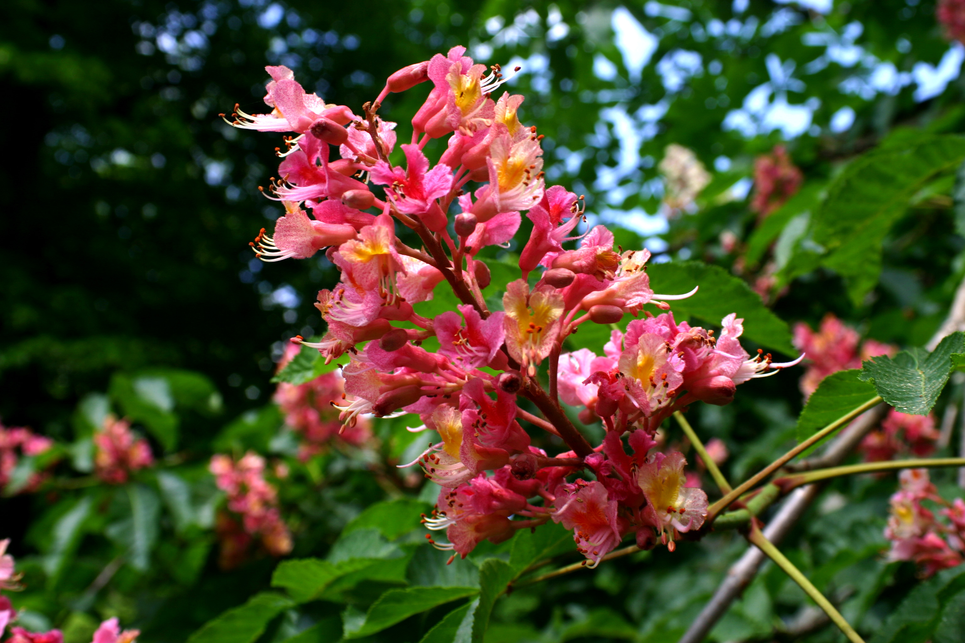 Red Horse Chestnut