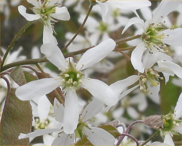 Canadian Serviceberry