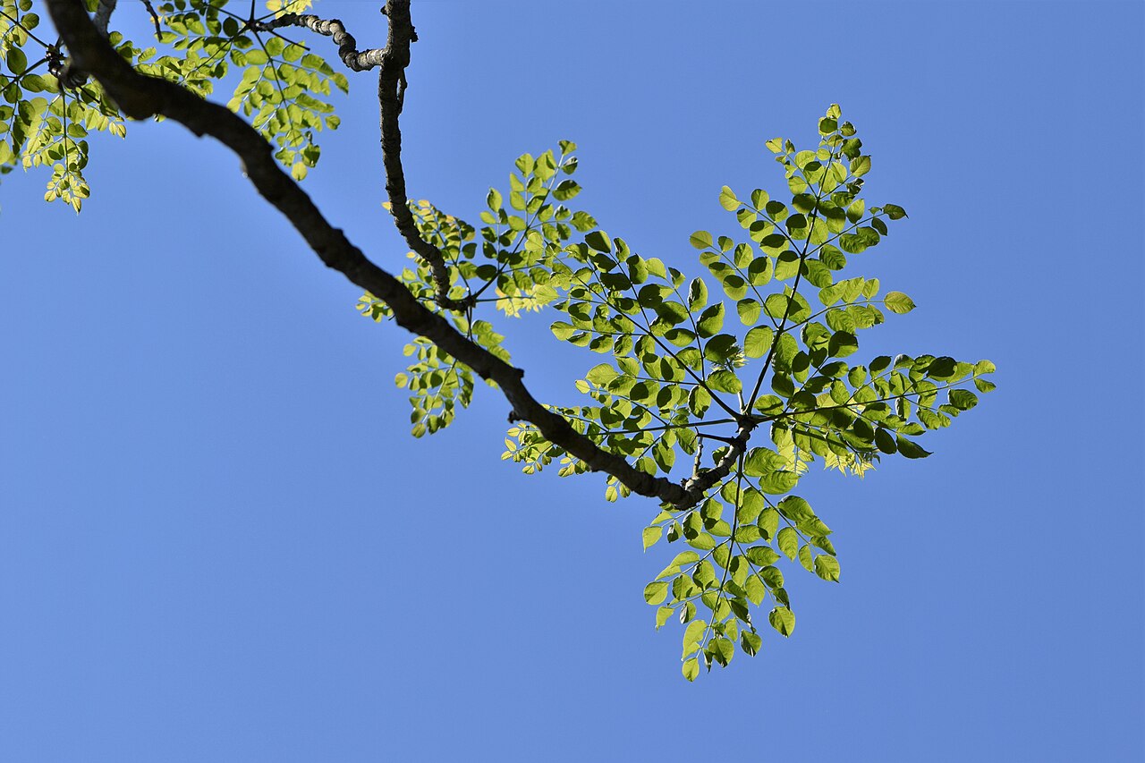 Japanese Angelica Tree