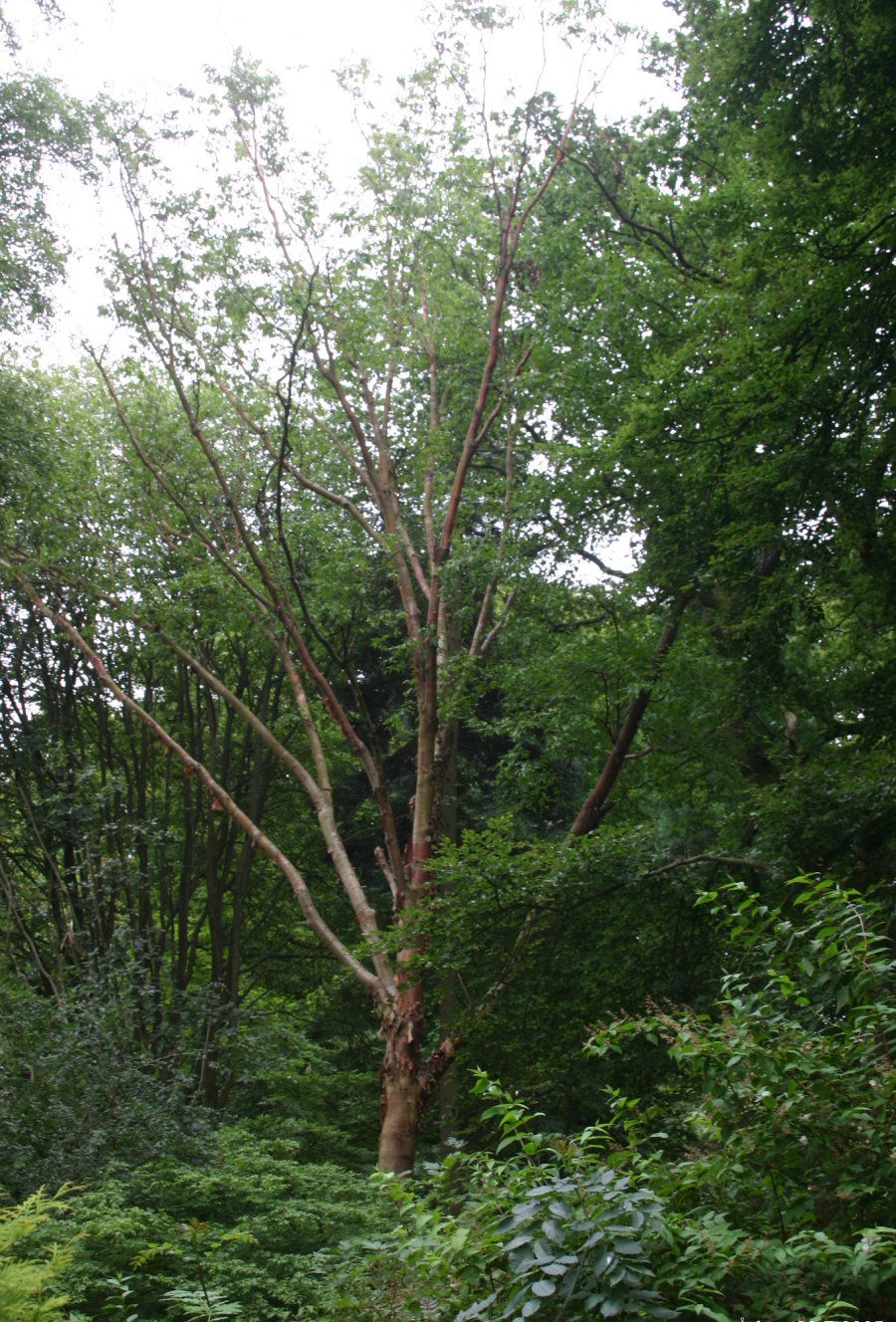Chinese Red Birch