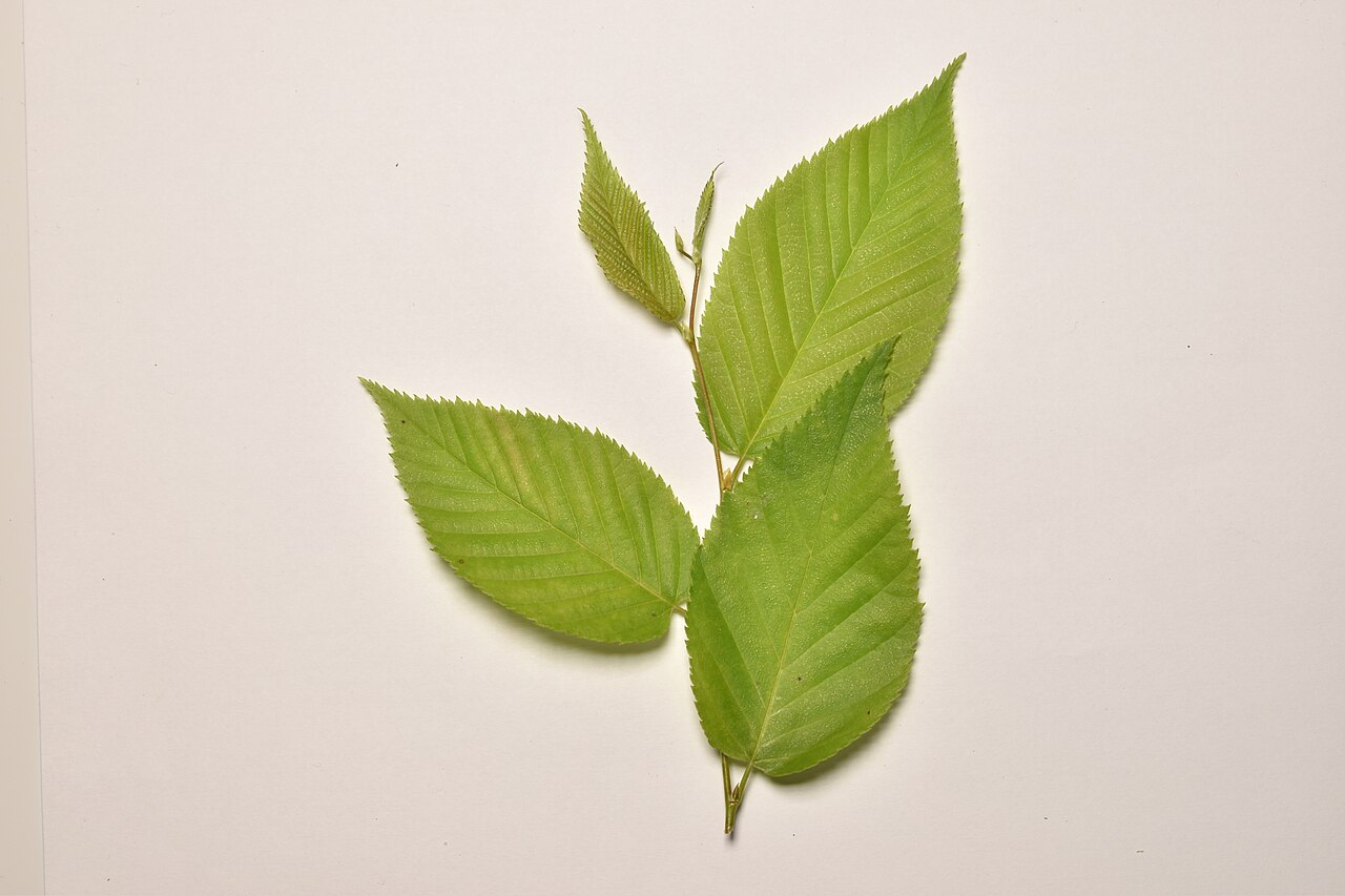 Sweet Birch / Cherry Birch